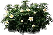 Plant - Turnera subulata