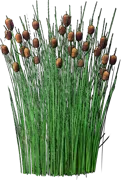 Plant - Dwarf Cattail