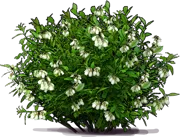Plant - Low\u002DBush Blueberry