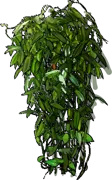Plant - Vanilla planifolia