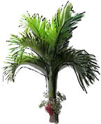 Plant - Christmas Palm