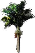 Plant - Montgomery Palm