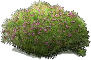 Plant - Late Night With Ironweed