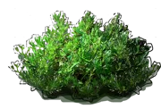 Plant - Veronica armena