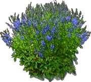 Plant - Veronica austriaca Shirley Blue
