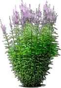 Plant - Culver\u0027s Root \u0027Lavendelturm\u0027