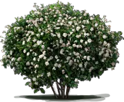 Plant - Koreanspice Viburnum \u0027Aurora\u0027
