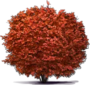 Plant - European Cranberrybush \u0027Compactum\u0027