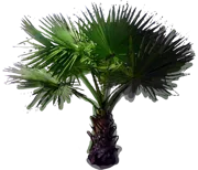 Plant - Desert Fan Palm