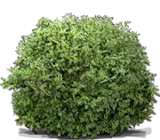 Plant - Weigela florida \u0027Variegata\u0027