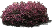 Plant - Wine \u0026 Roses\u0027 Weigela