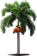 Plant - Foxtail Palm Tree