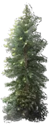 Plant - Wollemi Pine