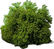 Plant - Shiny xylosma