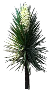 Plant - Yucca aloifolia \u0027Marginata\u0027