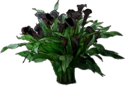 Plant - Calla Lily \u0027Odessa\u0027