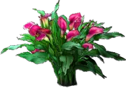 Plant - Calla Lily \u0027Regal\u0027