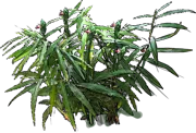 Plant - Ginger